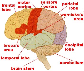 Brain Stem Anatomy8