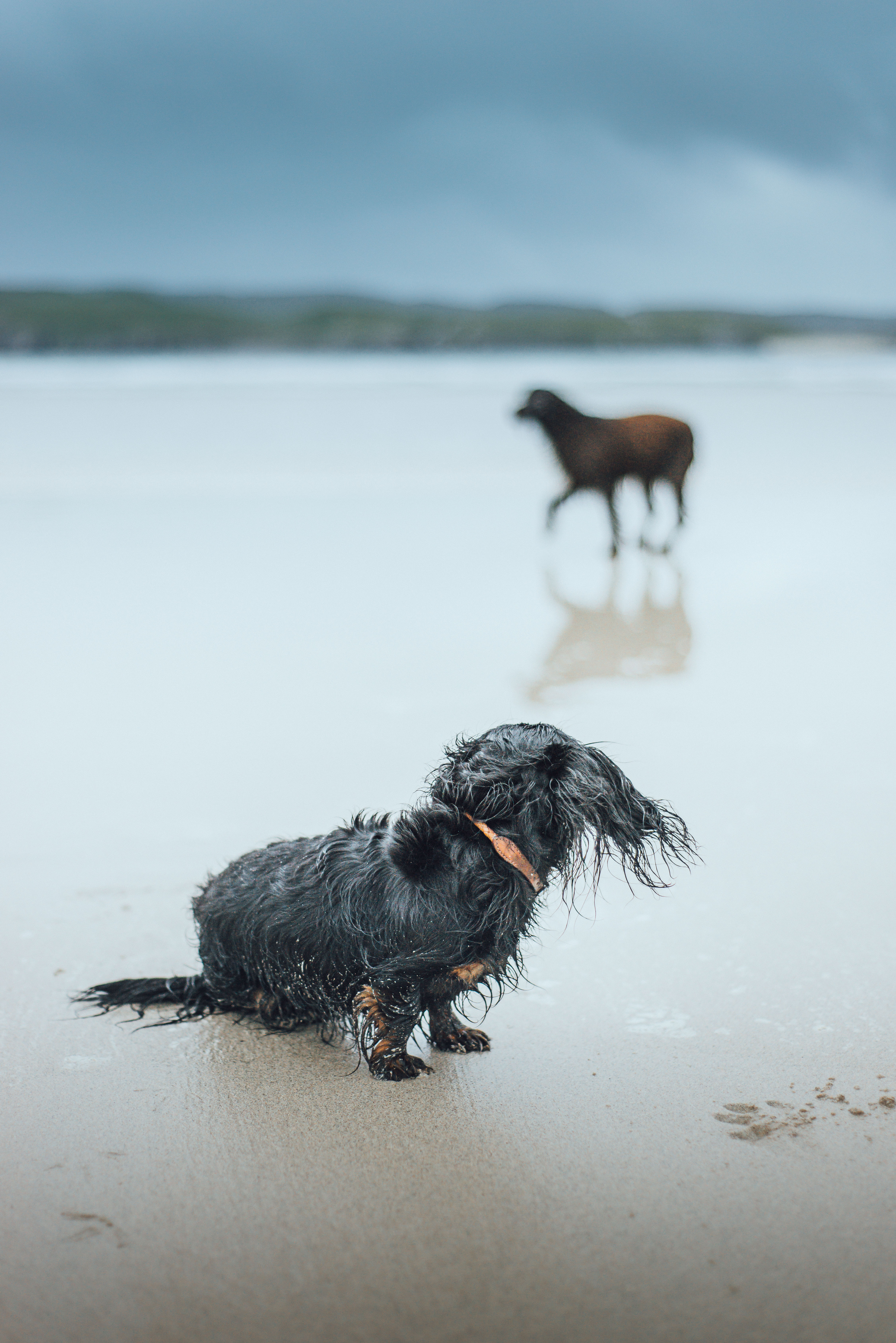 hetty dachshund uig sands lewis liquid grain