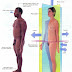 Términos anatómicos importantes,  la posición anatómica
