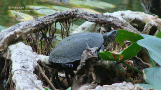 Emys orbicularis orbicularis DSC95275