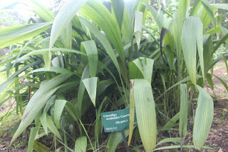 Gambar atau Foto Tanaman Congkok (Curculigo Orchioides Gaertn)