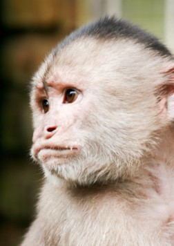 Gambar Monyet  Lucu Terbaru Kumpulan Gambar Lengkap