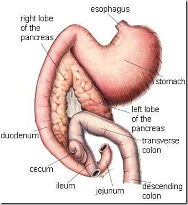 pancreas.epi