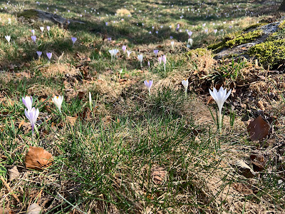 Magical Time Of The Year - Emotions Of The Spring Flower Watching