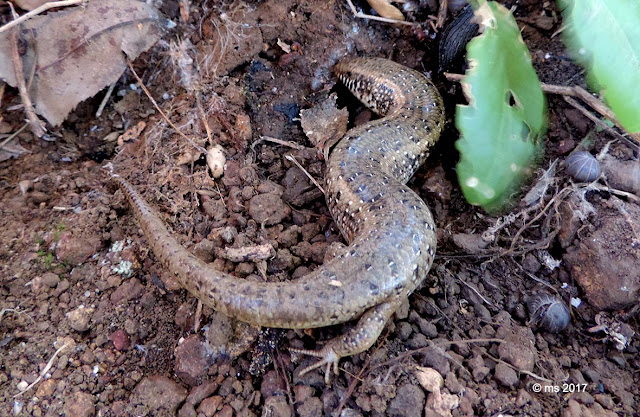 Chalcides ocellatus - © ms 2017