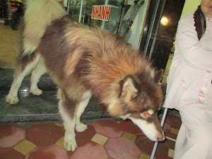 At "Camel Bus Office " in Hanoi.One of the oddest dogs i saw in my life-time.