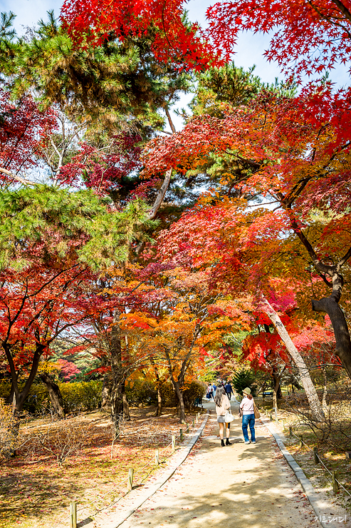 Autumn leaves of Changgyeonggung Palace