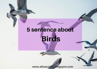 5 sentences about birds in English