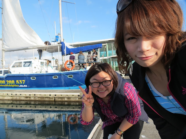 tauranga, dolphins, cruise, newzealand