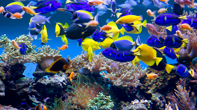 Dealing with Lice and Leeches in Fish