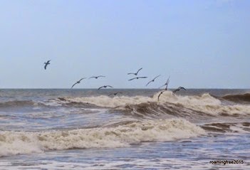 Another group of pelicans