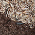A Guide On How To Start Black Soldier Fly (BSF) Farming