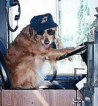 School Driver Dog