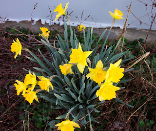 Flowers in bloom... daffodils.