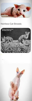 sphynx tortoiseshell cats male kittens washington state area1
