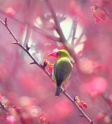 Pajarillos comiendo by John&Fish (10 fotos de aves)