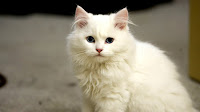 White Fluffy Cat Breed