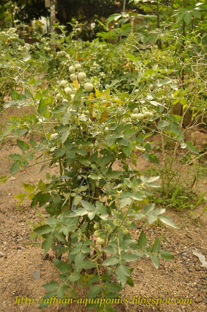 Affnan's Aquaponics: Cherry Tomatoes - Seeds Collecting