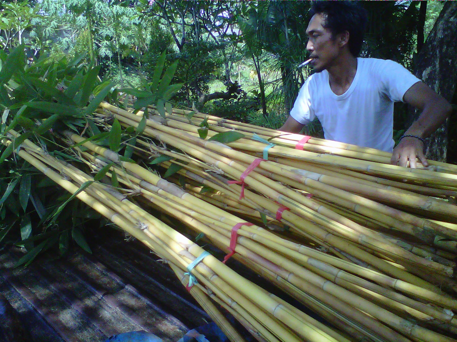  bambu  hias  tukang bambu  hias  jenis bambu  hias  jual bambu  