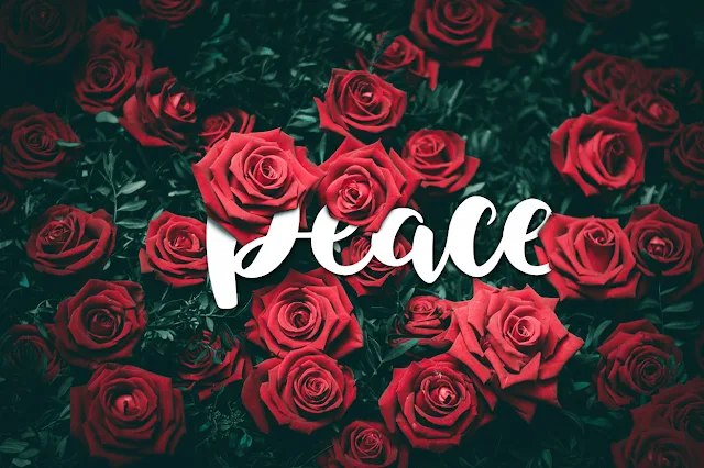 typography text effect, photoshop typography effect, roses text effect, beautiful roses, nature, love, peace, passion, romantic, hgraphicspro, digital art, typography trends