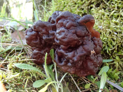 piestrzenica kasztanowata Gyromitra esculenta