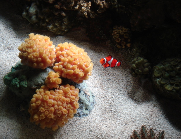 Chicago Shedd Aquarium