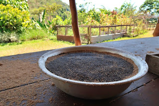 green garden area in background, a wood table in the foreground with large bowl of black amaranth seeds