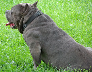 American Bully