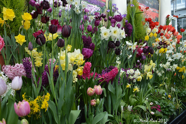 Botanical Garden at Smith College Spring Bulb Show