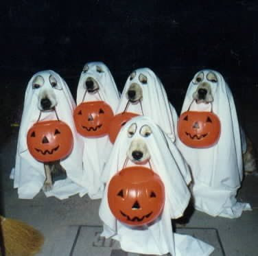 Are you scared of these ghosts? Don't worry, they are just cute dogs who want some candy on Halloween night.