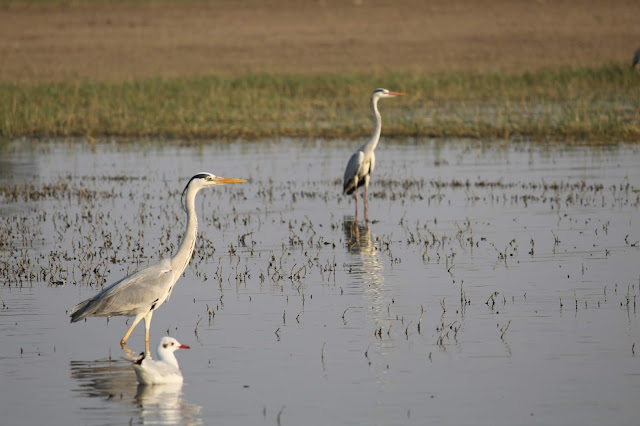 Bird watching, Bhigwan, Flamingo, Storks, Herons, Bird Sanctuary, Bhigwan Bird Sanctuar