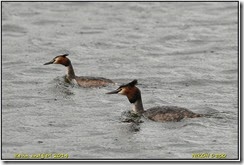 Brandon Marsh - Early spring