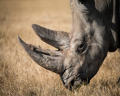 Nyauw Gunarto Rhino painting