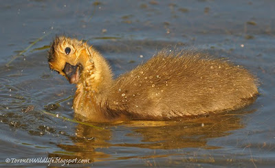 Wacky young gosling, Toronto photographer Robert Rafton