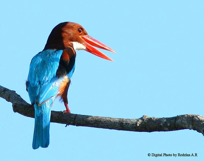 White-throated kingfisher