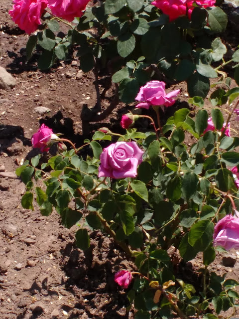 Rosaleda del Parque Araucano, Santiago de Chile