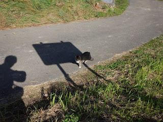 人懐こい2匹の猫