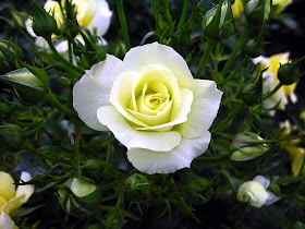 Beautiful Pure White Rose Flower Wallpaper