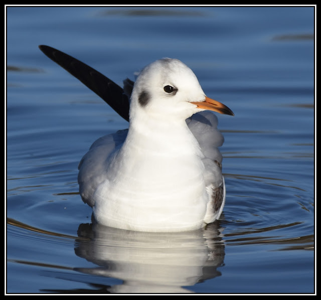 Black Headed Gull.