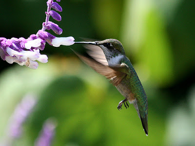  Humming Bird Image