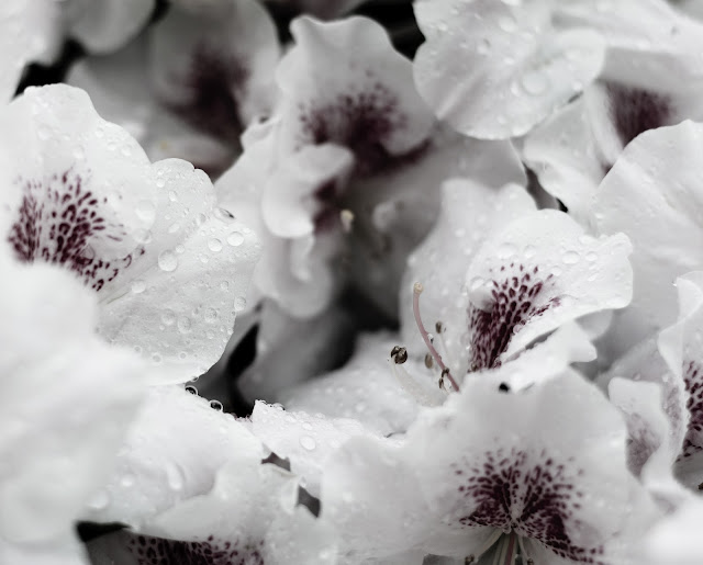 dbcameraobscura cameraobscura imagem foto photo nikon fuji dance flor flower B&W street photo photoaday fotografia blog