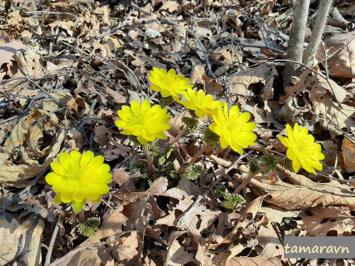 Adonis amurensis