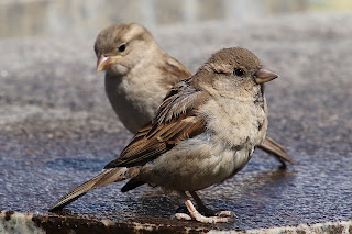 World sparrow day