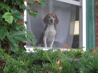 Doggy in the Window