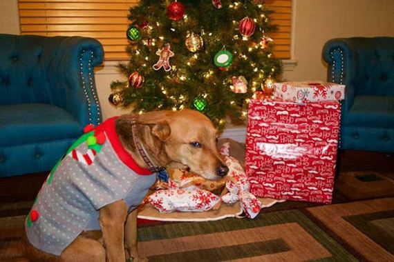 Divertidas fotos de animais de estimação que não entraram no clima do Natal