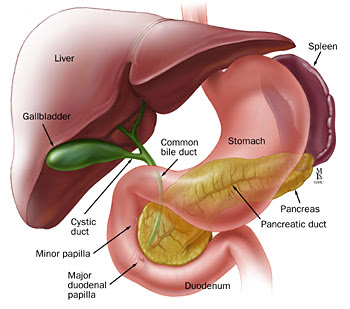 Diabetes Mellitus Full Guide