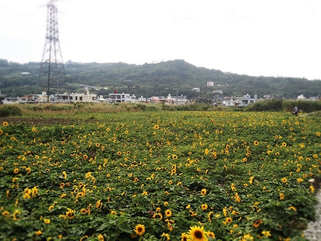 北中城村熱田の広大な畑で開催されている ひまわり祭り 沖縄放浪日記