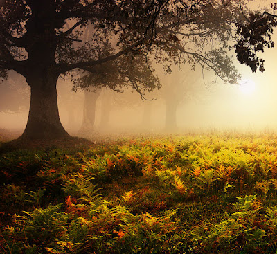 Fotografías del Bosque Lugares para Caminar y Respirar