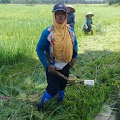 Pupuk Menghilang Dilabuhan Haji, Petani Kelimpungan