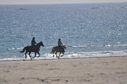 Since there was a sign that dogs are not allowed on the beach,I would not . (galloping on the beach)